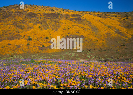 Wildblumen im Black Hills, Arizona. Stockfoto