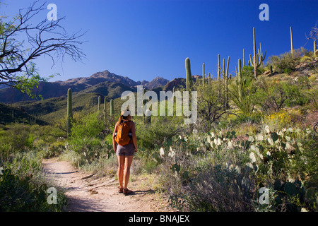 Wanderer im Sabino Canyon Recreation Area, Tucson, Arizona. (Modell freigegeben) Stockfoto