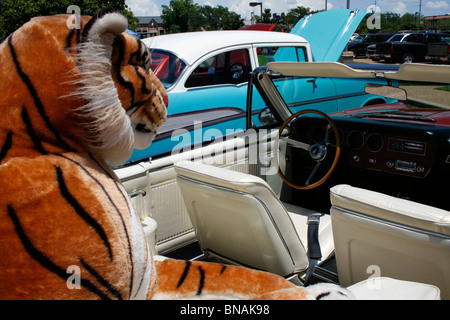 Stock Fotobild eines Spielzeug-Tigers mit Blick auf Oldtimer in einer Auto-Show im südöstlichen Texas. Stockfoto