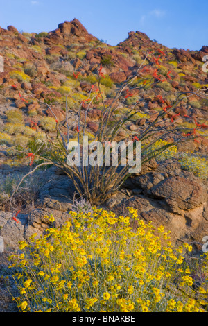 Anza-Borrego Desert State Park, Kalifornien. Stockfoto