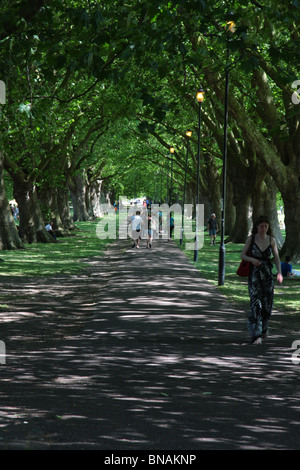 Eine Allee durch Jesus Green, Cambridge, England, im Sommer. Stockfoto