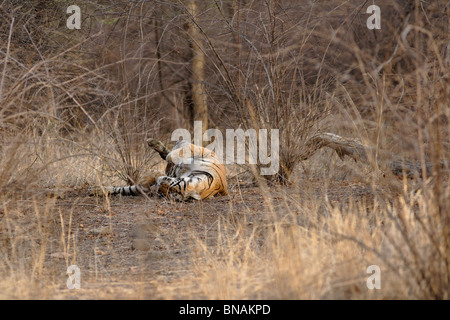 Ein Königstiger Rollen innerhalb der trockenen getarnt in Ranthambhore, Indien. (Panthera Tigris) Stockfoto