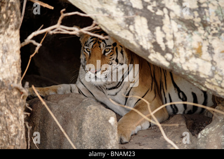 Ein Bengal Tiger im Inneren der Höhle suchen aggressiv in den Wald von Pench Tiger Reserve, Indien. Stockfoto