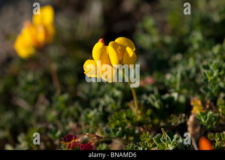 Vögel Fuß Treffoil - Lotus corniculatus Stockfoto