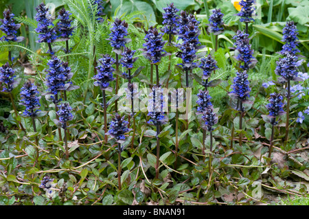 Blühende Spitzen des Signalhorns, Ajuga Reptans "Catlin Riese" Stockfoto