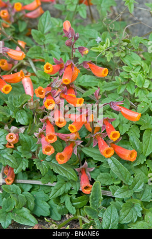 Die chilenische Glory Blume, Eccremocarpus Scaber, mit Orange-roten Röhrenblüten Stockfoto