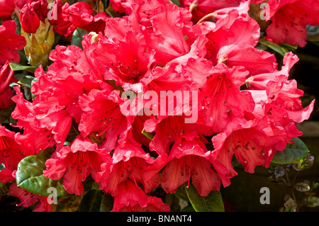 Ansammlung von leuchtend roten Blüten auf Rhododendron Yakushimanum "Tizian Schönheit" Stockfoto