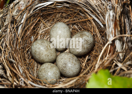 Nest der Blyth Reed Warbler, Acrocephalus Dumetorum. Stockfoto