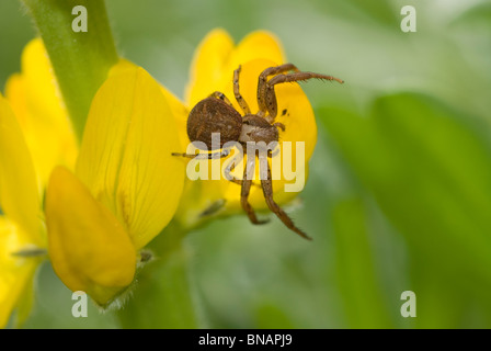 Krabben Sie-Spinne (Xysticus Cristatus) auf gelbe lupine Blüte (Lupinus Luteus) Stockfoto