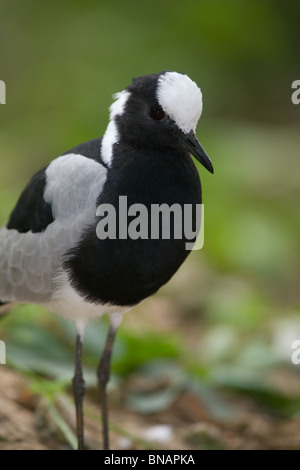 Schmied Kiebitz oder Schmied Regenpfeifer - Vanellus armatus Stockfoto