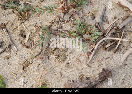 Nest mit Eiern von einem Seeregenpfeifer (Charadrius Alexandrinus) in den Sanddünen Stockfoto