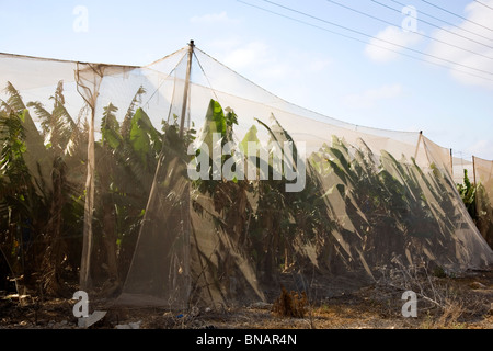 Bananenplantagen in Carmel Bereich - Israel Stockfoto