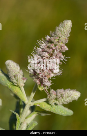 Wasser-Minze (Mentha Aquatica) Stockfoto