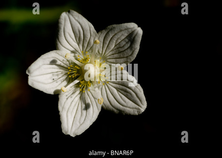 Grass von Parnassus Blume (Parnassia Palustris) Stockfoto