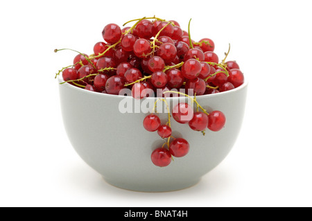 Rote Johannisbeeren Stockfoto