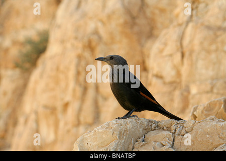 Israel, Totes Meer, weibliche Tristram Starling oder des Tristram Grackle (Onychognathus Tristramii) Stockfoto