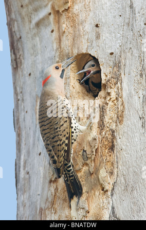 Nördlichen Flimmern Specht Nest - vertikal Stockfoto