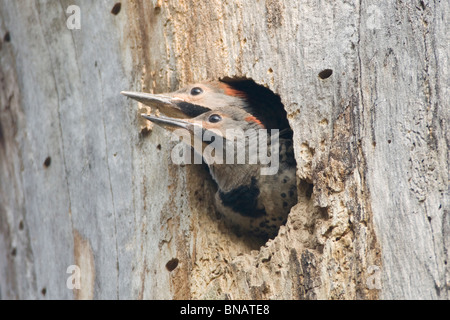 Nördlichen Flimmern Nestlinge Stockfoto