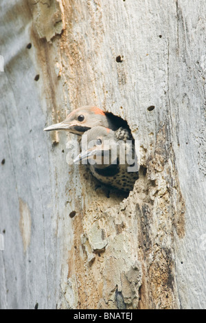 Nördlichen Flimmern Nestlinge Stockfoto