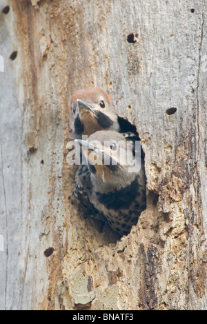 Nördlichen Flimmern Nestlinge Stockfoto