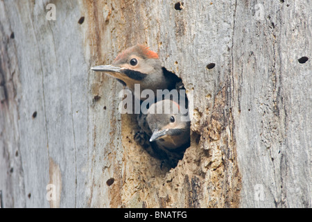 Nördlichen Flimmern Nestlinge Stockfoto