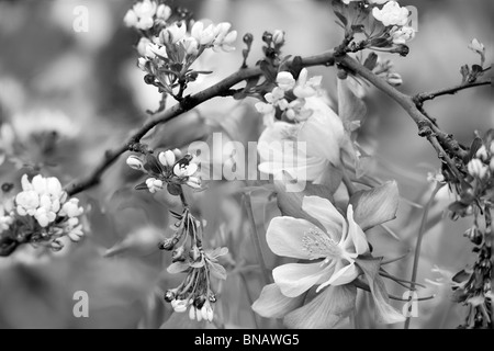 Holzapfel (Sargentina blühenden Holzapfel) mit Columbine (Swan Pink und gelb). Oregon Stockfoto