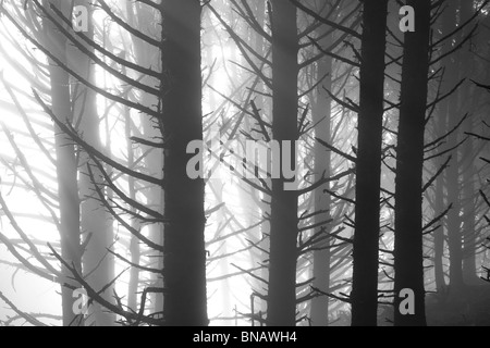 Sitka-Fichten im Nebel. Samuel H. Boardman State Scenic Korridor. Oregon Stockfoto