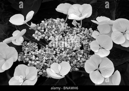 Nahaufnahme der Spitze Cup Hydrandria. (Hydrangea Macrophylla-Spitzenhäubchen. Stockfoto