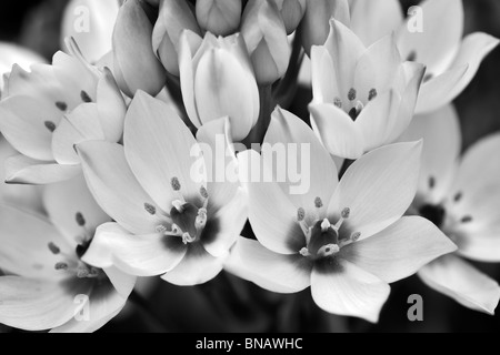 Nahaufnahme der Stern von Bethlehem. (Ornithogalum Thyrsoides) Stockfoto