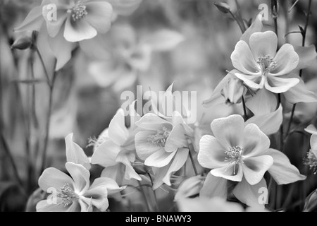 Nahaufnahme von Columbine (Swan Pink und gelb). Oregon Stockfoto