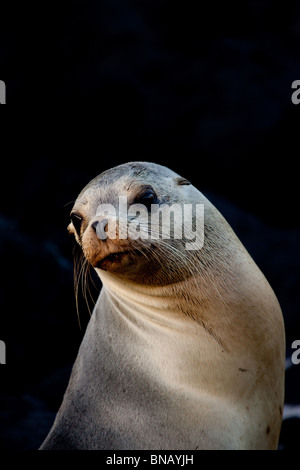 Galapagos-Seelöwen. Stockfoto