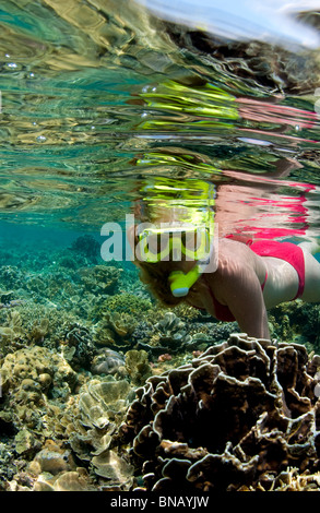 Schnorchler am Korallenriff. Stockfoto