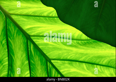 Nahaufnahme von Colocasia Esculenta – Taro Stockfoto
