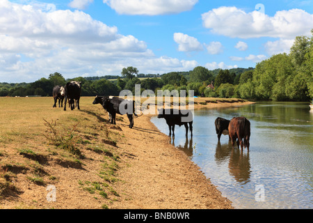 Riverside-Idylle am Ufer der Themse an Wolvercote, mit Rindern Baden im Wasser um sich abzukühlen, Oxfordshire, Vereinigtes Königreich Stockfoto