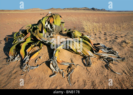 Alten Welwitschia Pflanze (Welwitcshia Mirabilis), Namib-Naukluft-Nationalpark, Namibia, Südliches Afrika Stockfoto