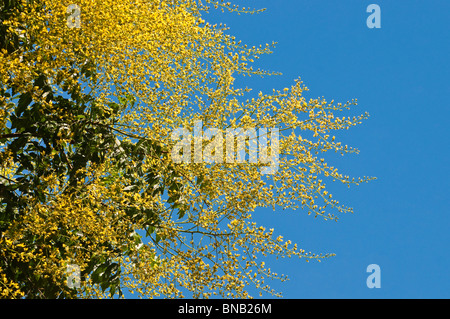 Goldenen regen Zierbaum / Stand Paniculata "Pride of India" - Indre-et-Loire, Frankreich. Stockfoto