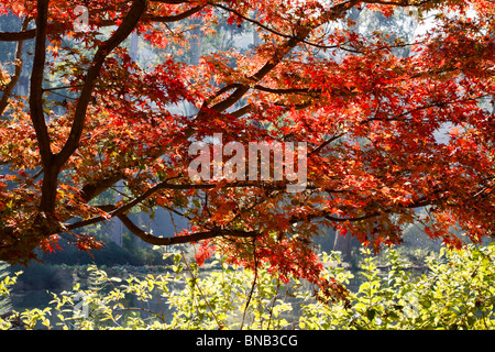 Leuchtend orange Laub der Ahornbaum im Herbst. Pietermaritzburg, KwaZulu Natal, Südafrika. Stockfoto