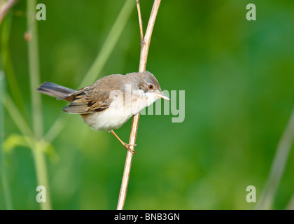 Whitethroat (Sylvia Communis) in der wilden Natur. Stockfoto