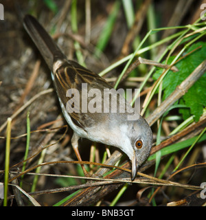 Whitethroat (Sylvia Communis) in der wilden Natur. Stockfoto