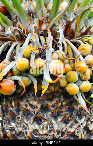 Nahaufnahme von Baum Palmfrucht - Cycas circinalis Stockfoto