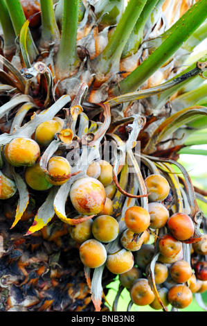 Nahaufnahme von Baum Palmfrucht - Cycas circinalis Stockfoto