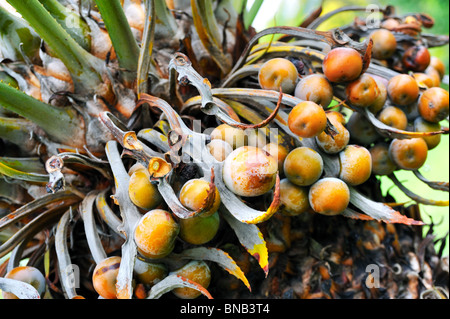 Nahaufnahme von Baum Palmfrucht - Cycas circinalis Stockfoto