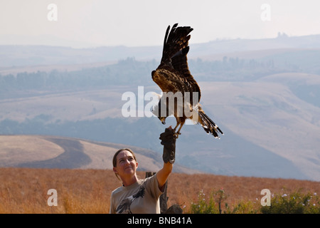 Eine Austringer Anzeige eines Harrier Hawk, auch bekannt als eine afrikanische Harrier Hawk oder Gymnogene in den Drakensbergen, Südafrika. Stockfoto