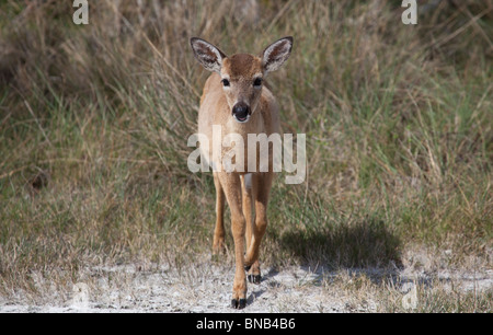 Wichtigsten Hirsch - Odocoileus Virginianus Clavium auf No Name Key Stockfoto