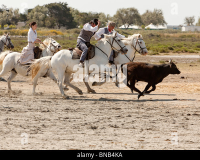 Gardians, die Cowboys der Region Camargue jagen einen jungen schwarzen Stier für das branding Stockfoto