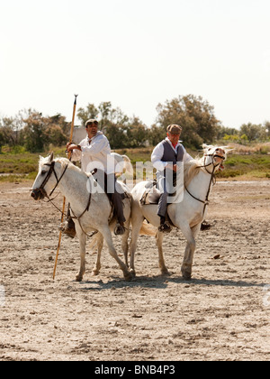 zwei Gardians, die Cowboys von der Camargue-Region, auf ihren Pferden bereit, einen Stier für den Stierkampf zu fangen Stockfoto