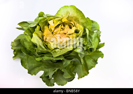 Frischer Salat Salat isoliert auf weiss Stockfoto