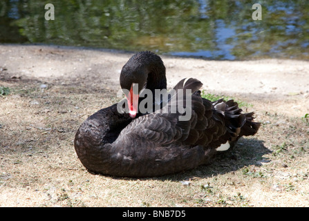Schwarzer Schwan in London Park Stockfoto