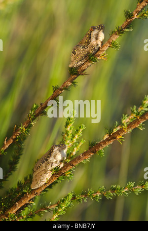 In der Nähe von zwei lackierte Reed Frösche (hyperolius Marmoratus) auf Filialen in selektiven Fokus. Kwazulu-Natal, Südafrika Stockfoto