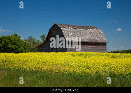 Eine alte Scheune in einem Feld von blühenden gelben Raps in der Nähe von Brüssel, Manitoba, Kanada. Stockfoto